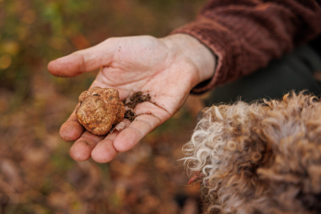 Titolo: Caccia al tartufo con pranzo 