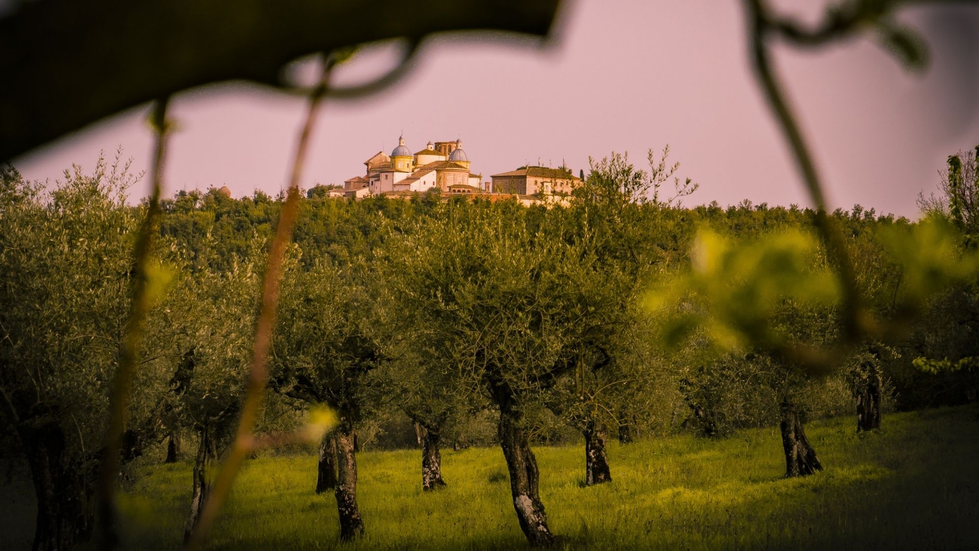 Titolo: Experiences in Umbria: in the oil mill, in the olive grove, in agritourism.