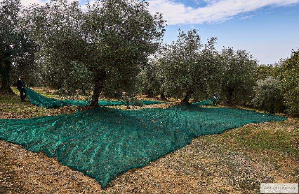 Titolo: Visite e degustazioni - Degustazione Olio EVO Umbria