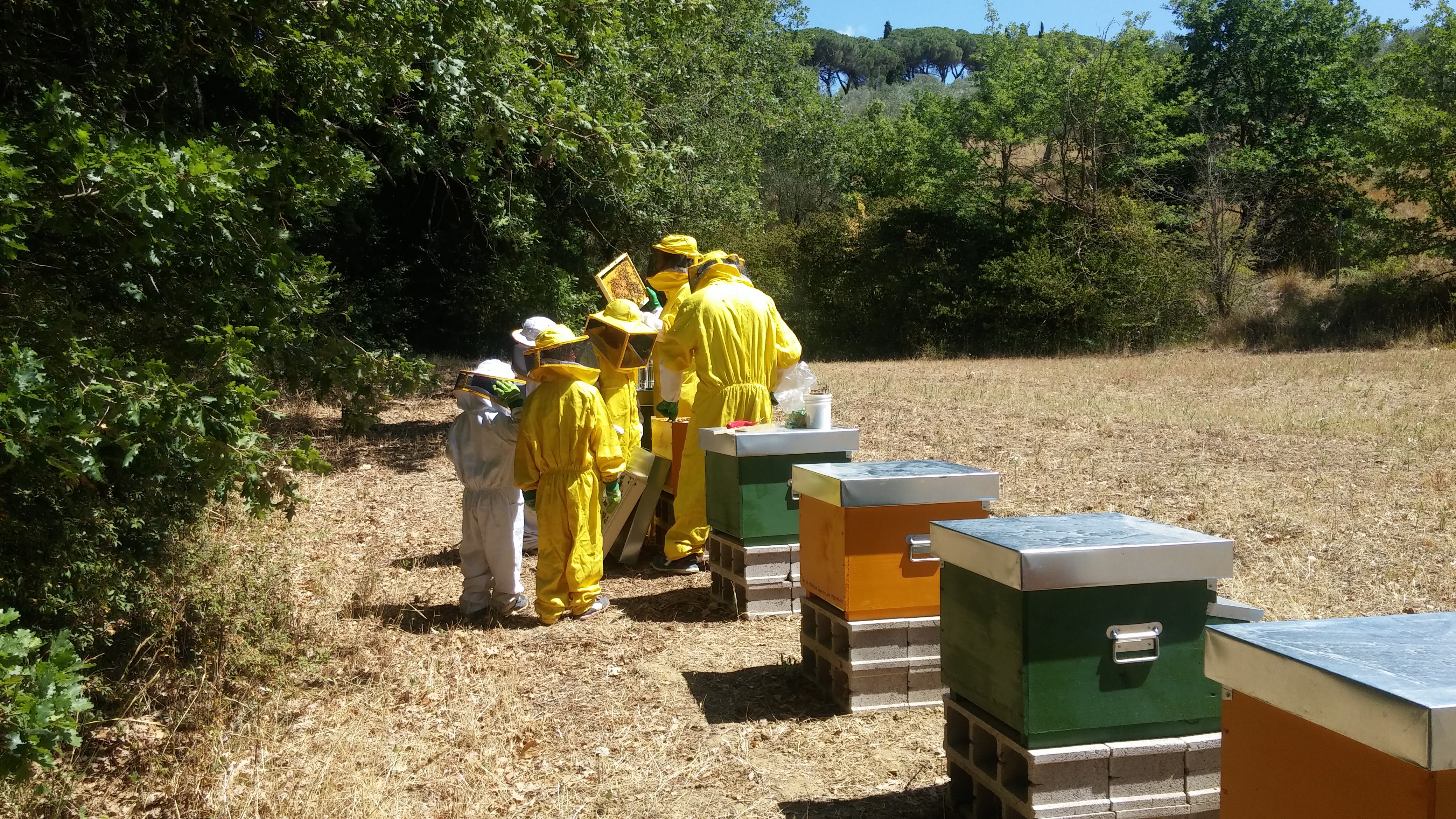 Titolo: Le api: un fantastico mondo!