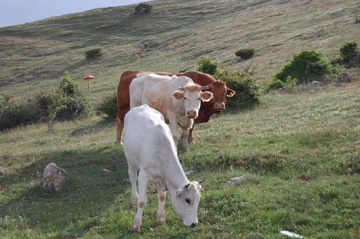 vitelli al pascolo in quota 