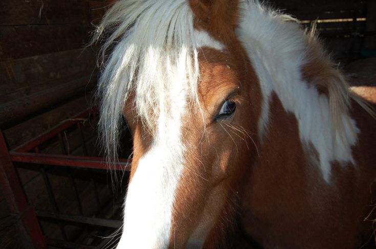 cavallo marrone con chiazze bianche e criniera bianca 