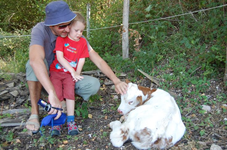 un papà ed un bambino che accarezzano un vitellino seduto a terra 