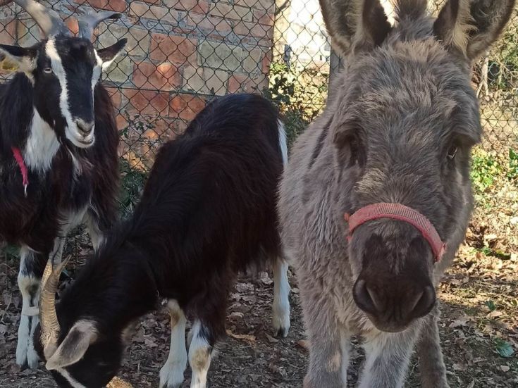 asinello e caprette 