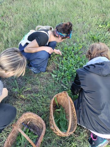 Titolo: In search of field grasses