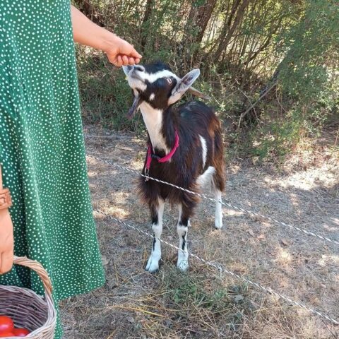 Titolo: Mini Experience