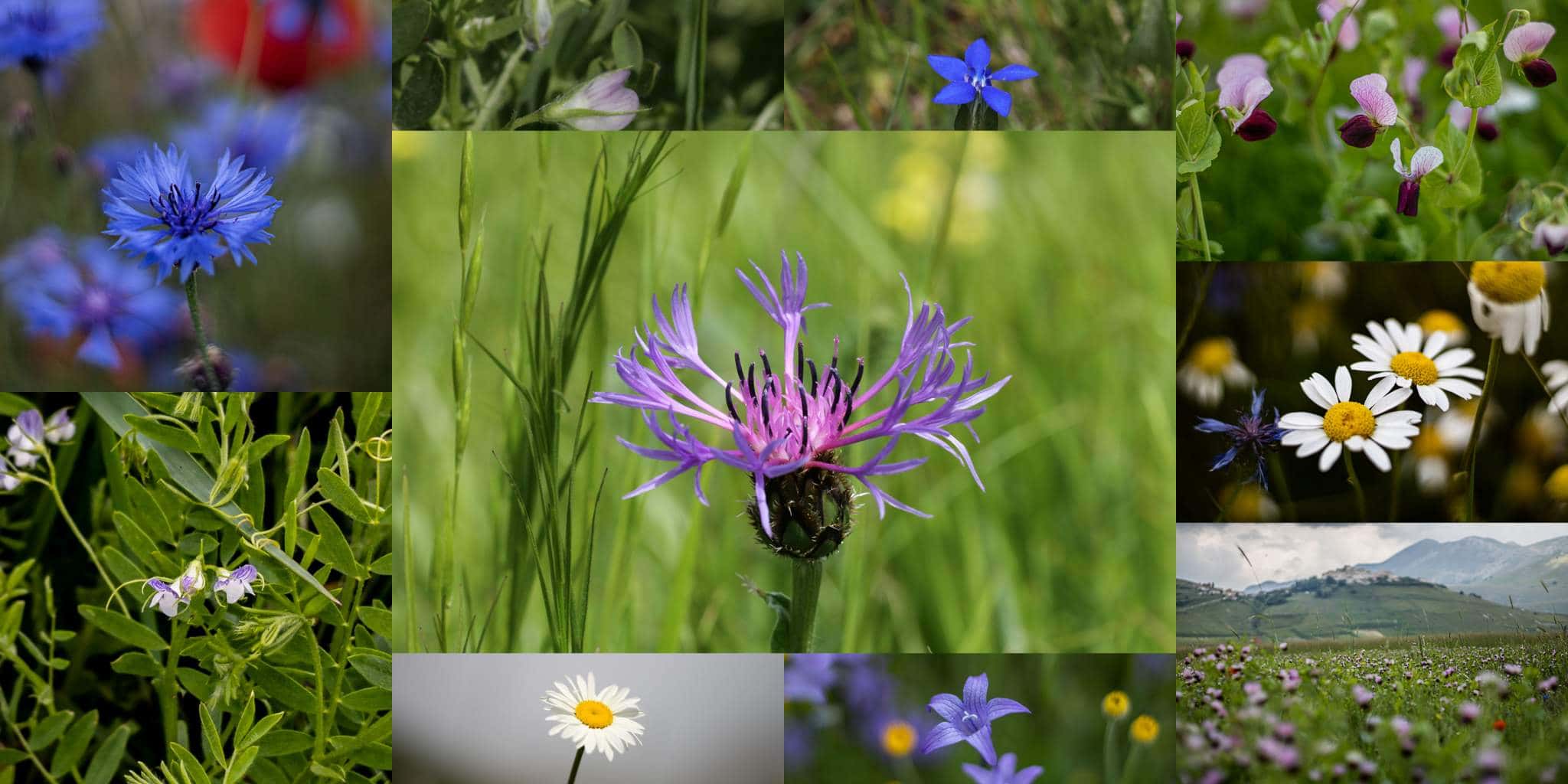 Titolo: Escursione per la fioritura a Castelluccio