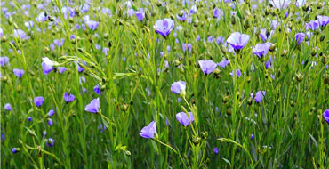 Titolo: 1° percorso - ciclo vegetale