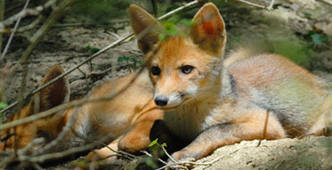 Titolo: 2nd route - forest and pasture walk 