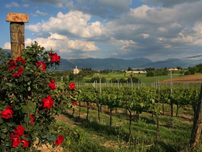 Vigneti con rosa rossa in fiore 