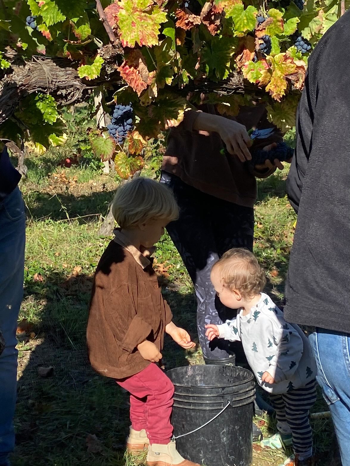 Titolo: Grape harvest with children