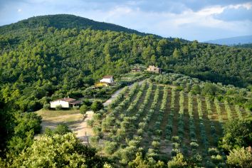 Un paesaggio umbro caratterizzato da uliveti e colline delicate, rappresenta un luogo ideale per un'escursione nella natura.