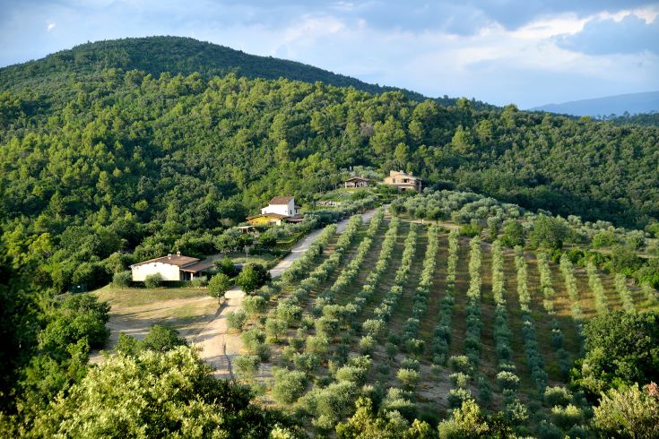 Un paesaggio umbro caratterizzato da uliveti in collina, rappresenta un luogo ideale per una passeggiata nella natura.